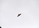 Slechtvalk (Peregrine falcon) (falco peregrinus) - Yolin Am 22-08-2016 (2)